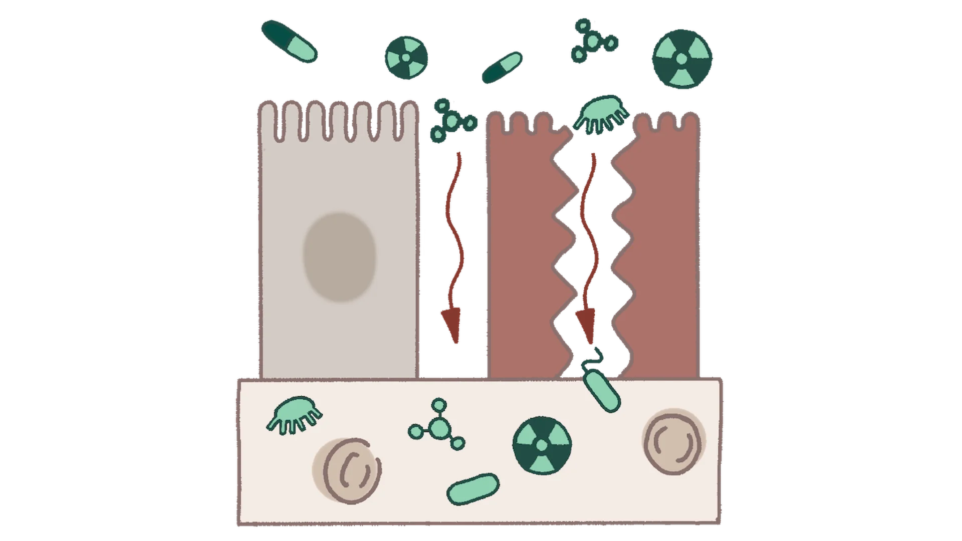 Damaged epithelial gut cell illustration (Leaky Gut)