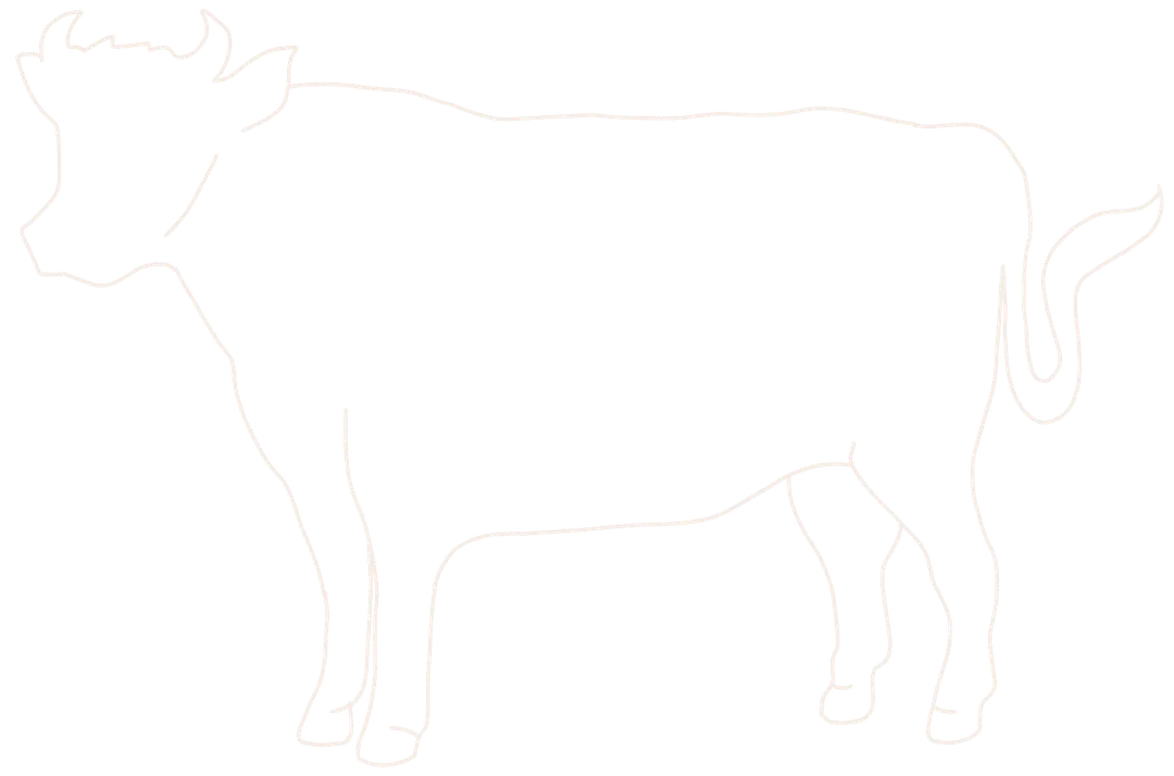 Hand drawn line drawing of a cow