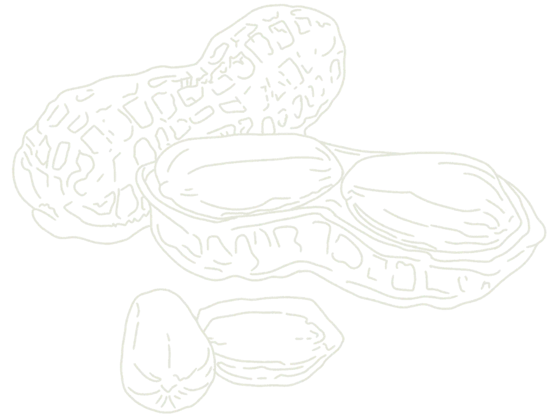 Hand drawn line drawing of an open peanut kernel, with a whole peanut kernel and 2 loose peanuts