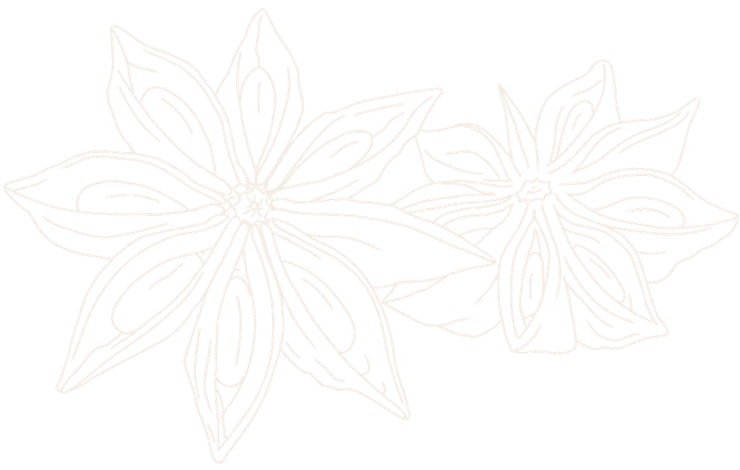 Hand drawn line drawing of 2 star anise