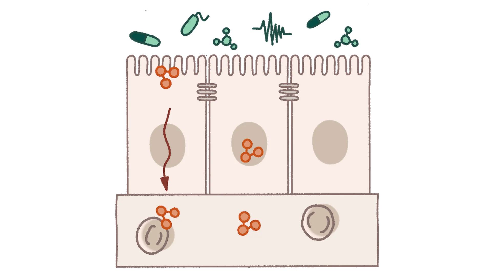 Healthy epithelial gut cell illustration
