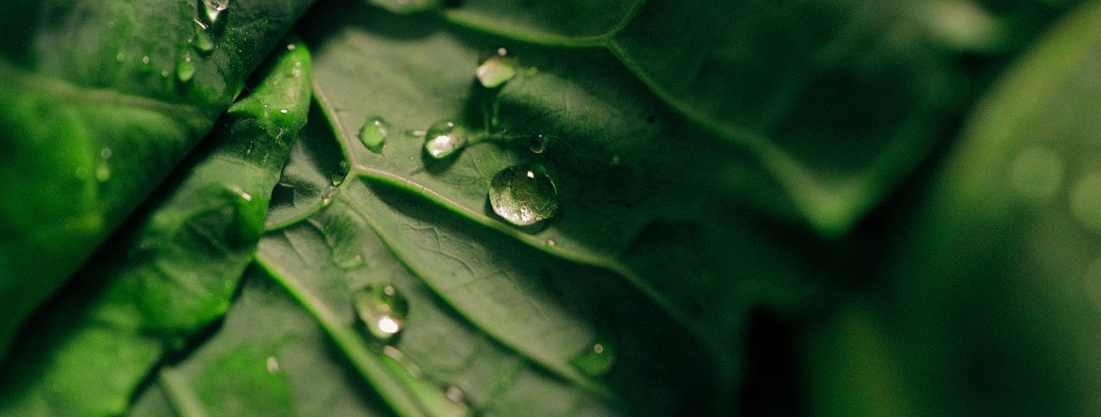 Close up of a green leaf with water droplets 